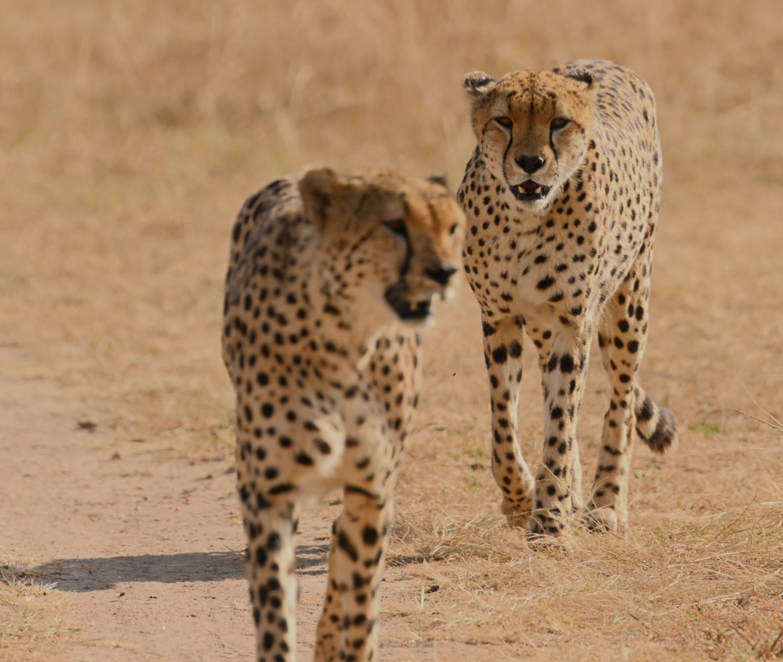 4 Дня В Парке Тарангире, Сафари По Кратеру Серенгети-Нгоронгоро